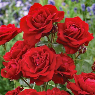 Роза флорибунда Стромболи изображение 4