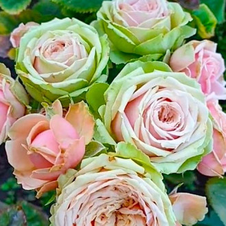 Роза флорибундаЭден Романтика изображение 2