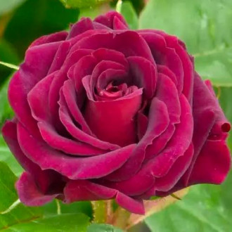 Роза флорибунда Кэтис Роуз изображение 3