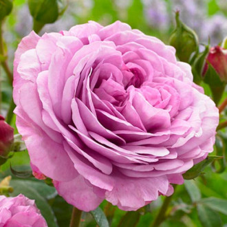 Роза флорибунда Лавендер Айс изображение 3