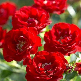 Роза канадская Аделаида Худлесc изображение 1