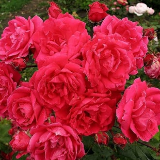 Роза канадская Чамплейн изображение 4