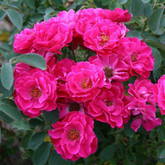 Роза канадская Джон Франклин изображение 5