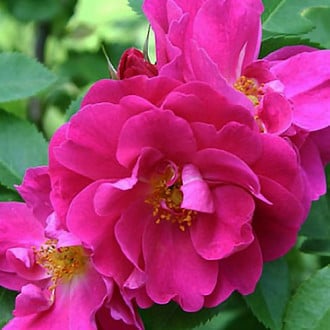 Роза канадская Джон Кебот изображение 4