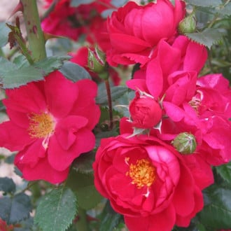 Роза канадская Генри Келси изображение 1