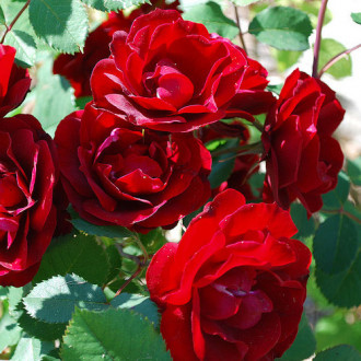 Роза канадская Хоуп оф Хьюманити изображение 4