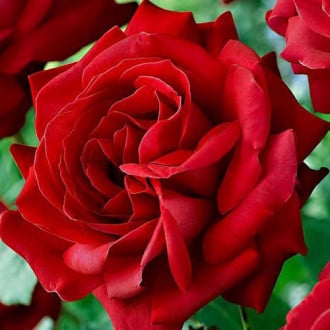 Роза канадская Катберт Грант изображение 1