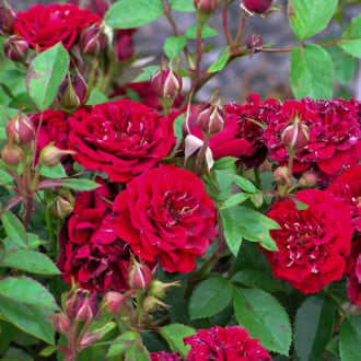 Роза канадская Морден Аморетте изображение 6
