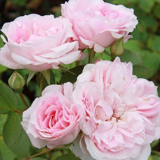 Роза канадская Морден Блаш изображение 1
