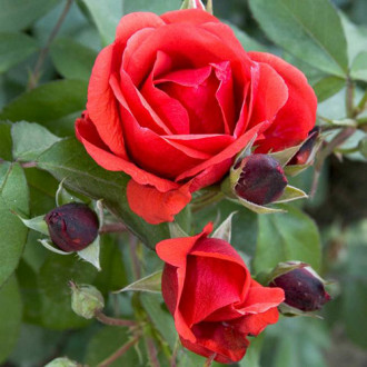 Роза канадская Морден Файрглоу изображение 5