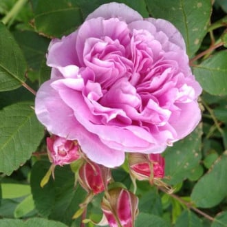 Роза канадская Тереза Багнет изображение 3