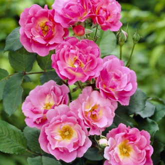 Роза канадская Вильям Баффин изображение 4