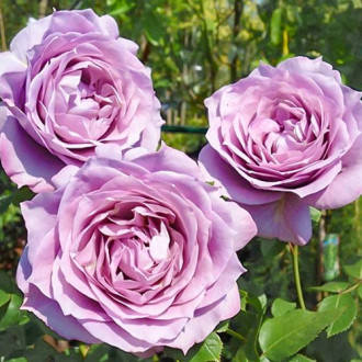 Роза чайно-гибридная Новалис изображение 2
