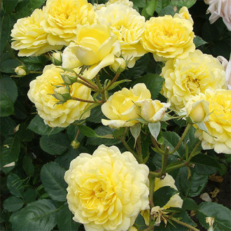 Роза парковая Анни Дюпрей изображение 4