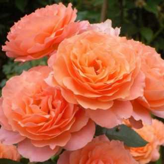 Роза парковая Бельведер изображение 1