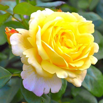 Роза парковая Чайнатаун изображение 2
