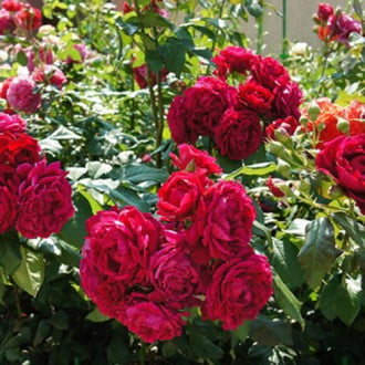 Роза парковая Дино де Лаурентис изображение 3