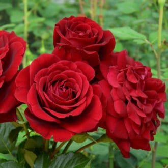 Роза парковая Изабель Ренессанс изображение 3