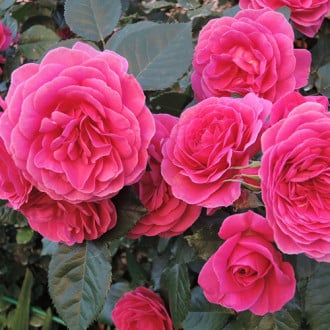 Роза парковая Леа Ренессанс изображение 1
