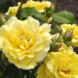 Роза парковая Рейн Лючия изображение 5