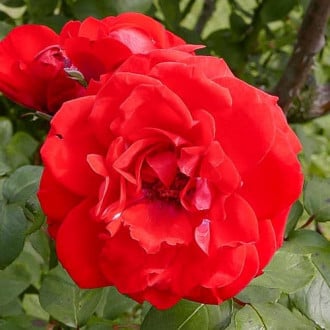 Роза парковая Шалом изображение 5