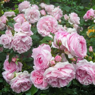 Роза парковая Синдерелла изображение 3