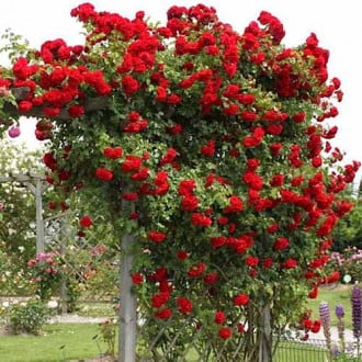 Роза плетистая Амадеус 1+2 в подарок изображение 1