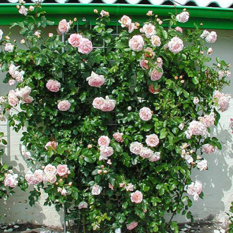 Роза плетистая Амаретто изображение 3