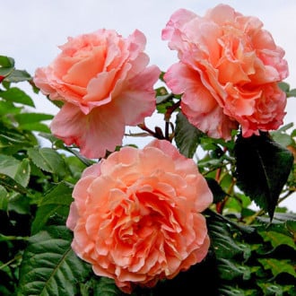 Роза плетистая Барок изображение 2