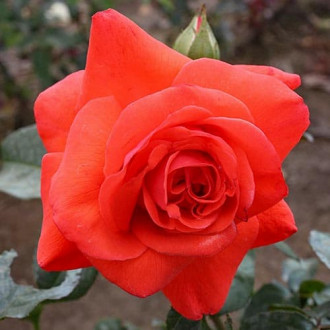 Роза плетистая Бионда изображение 2