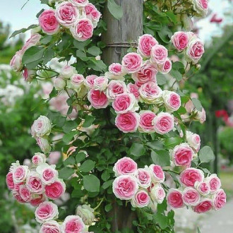 Роза плетистая Эден Роуз изображение 3