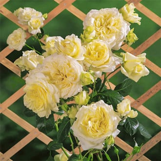 Роза плетистая Эльф изображение 1