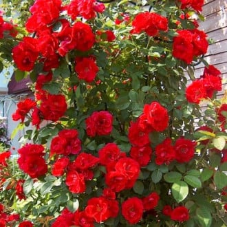 Роза плетистая Фламентанц изображение 4