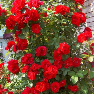 Роза плетистая Фламентанц изображение 6