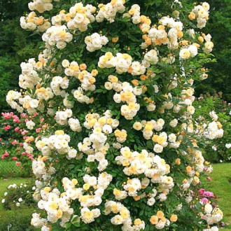 Роза плетистая Гислен де Фелигонд изображение 1