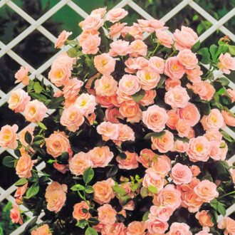 Роза плетистая Глория Клайминг изображение 3