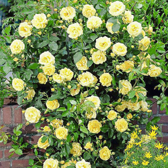 Роза плетистая Голден Шауэрс изображение 5