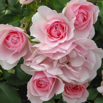 Роза плетистая Клайминг Боника изображение 6