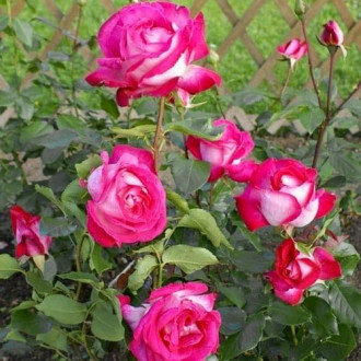 Роза плетистая Клайминг Роуз Гауди изображение 3