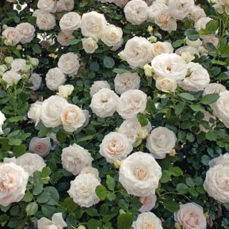 Роза плетистая Клайминг Вайт изображение 2