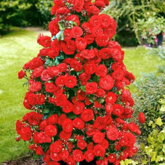 Роза плетистая Красная 1+2 в подарок изображение 1