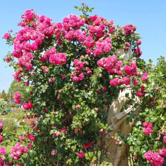 Роза плетистая Лагуна изображение 4