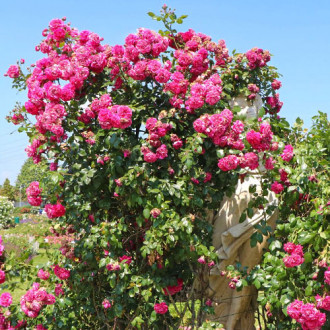Роза плетистая Лагуна изображение 3