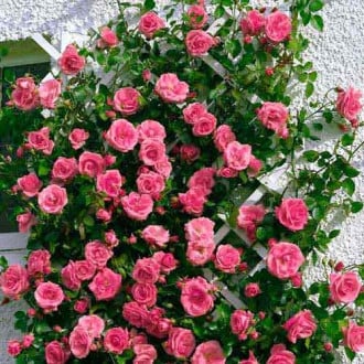 Роза плетистая Лавиния изображение 5