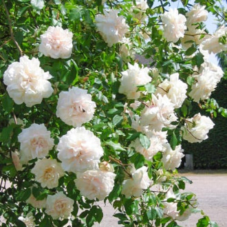 Роза плетистая Мадам Альфред Карье изображение 1