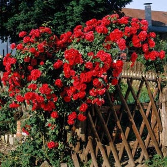 Роза плетистая Малиновая крупная 1+2 в подарок изображение 1