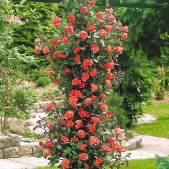 Роза плетистая Метанойя изображение 6