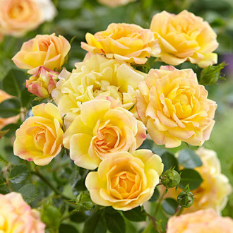 Роза почвопокровная Йеллоу Фейри изображение 4