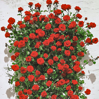Роза плетистая Мушимара изображение 1
