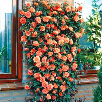 Роза плетистая Оранжевая 1+2 в подарок изображение 2